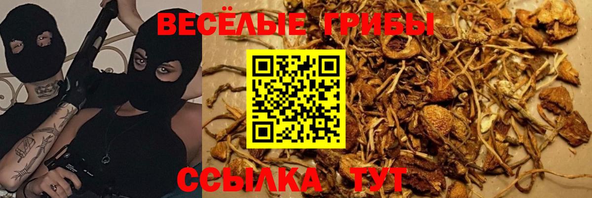 Сокол  Псилоцибиновые грибы Psilocybe  Псилоцибиновые грибы GOLDEN TEACHER  Вход с VPN 